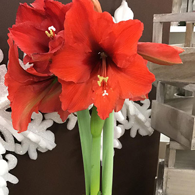Amarillo