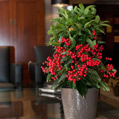 Ardisia