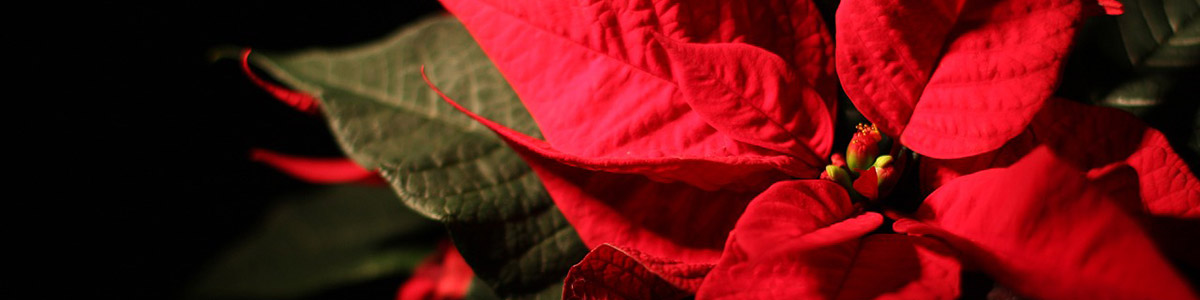 Come conservare la stella di natale