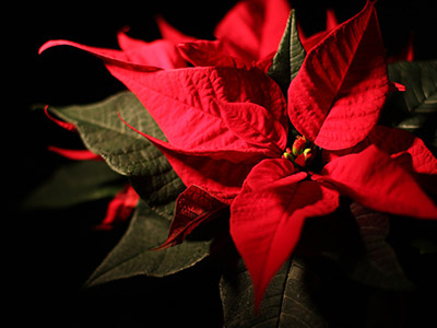 Come conservare la stella di natale