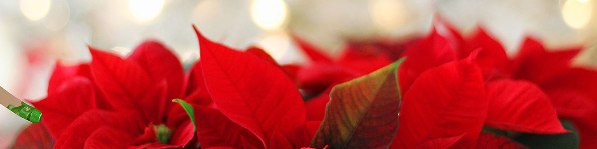 Fiori del Natale