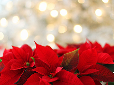 Fiori del Natale