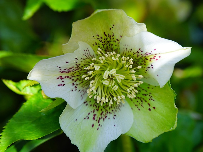 Fiori Treviso:Helleborus