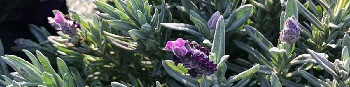 Coltivare la lavanda