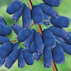 Mirtillo siberiano