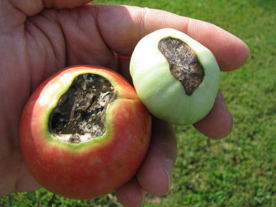 Marciume apicale