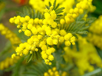 Come conservare la mimosa