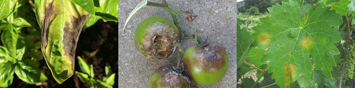 Peronospora