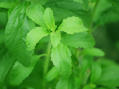 Coltivare la stevia