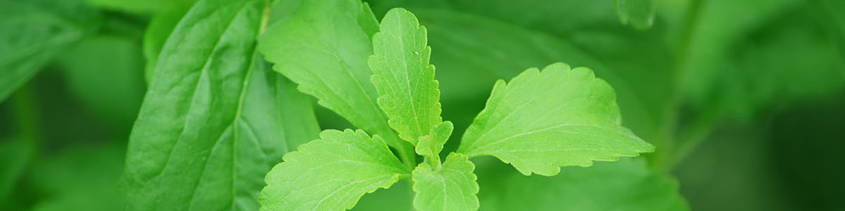Coltivare la stevia